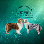 DISPONIBILI Cuccioli di Australian Shepherd