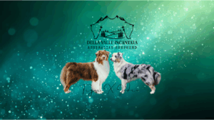 DISPONIBILI Cuccioli di Australian Shepherd