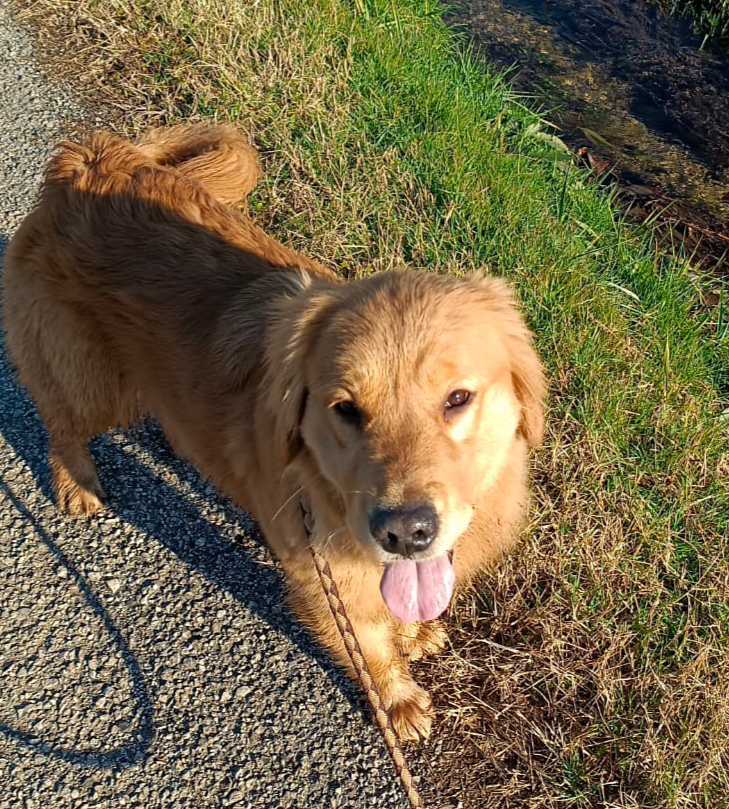 Golden retriever cuccioli
