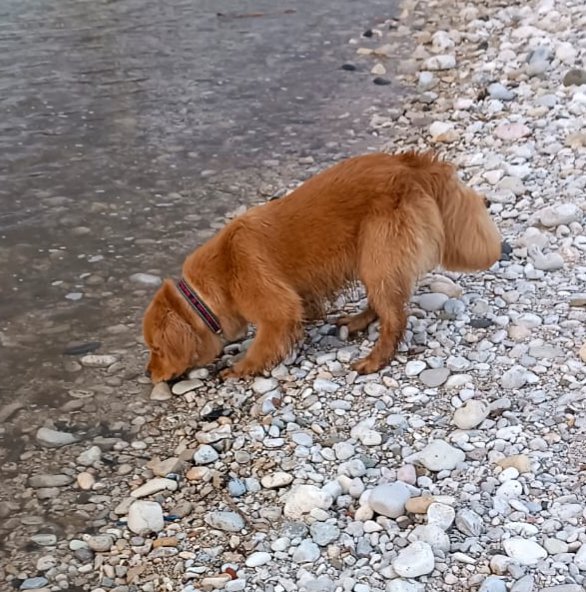 Golden retriever cuccioli