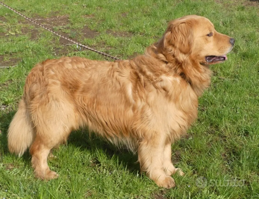 Golden retriever cuccioli