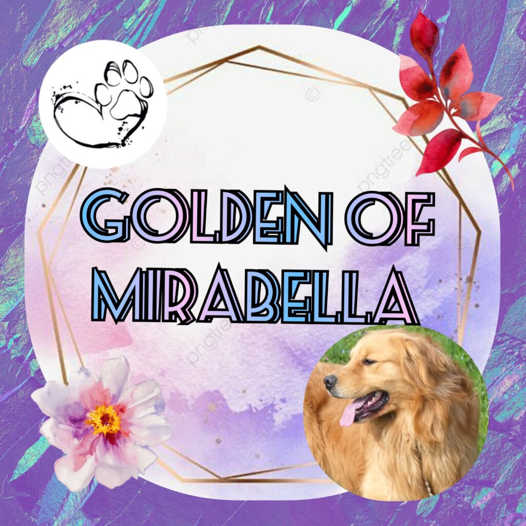 Golden retriever cuccioli