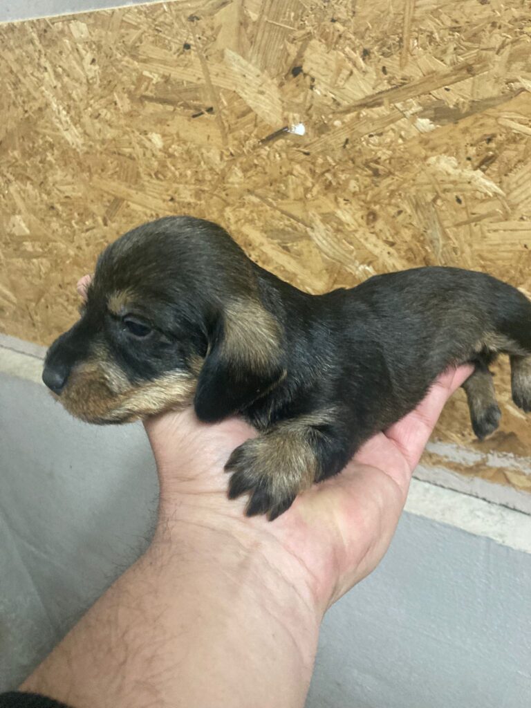 Bassotto a pelo duro