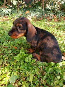 Vendita di due cuccioli di Bassotto Tedesco Nano a pelo duro