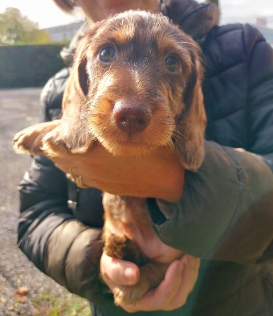 Vendita di due cuccioli di Bassotto Tedesco Nano a pelo duro
