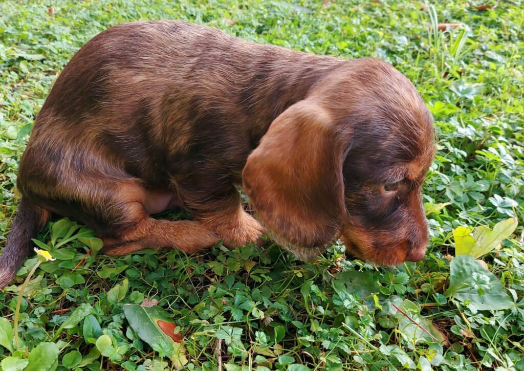 Vendita di due cuccioli di Bassotto Tedesco Nano a pelo duro