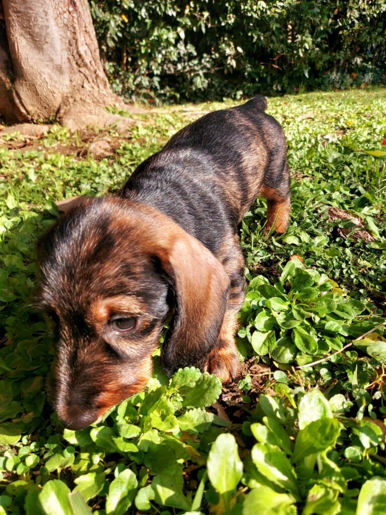 Vendita di due cuccioli di Bassotto Tedesco Nano a pelo duro