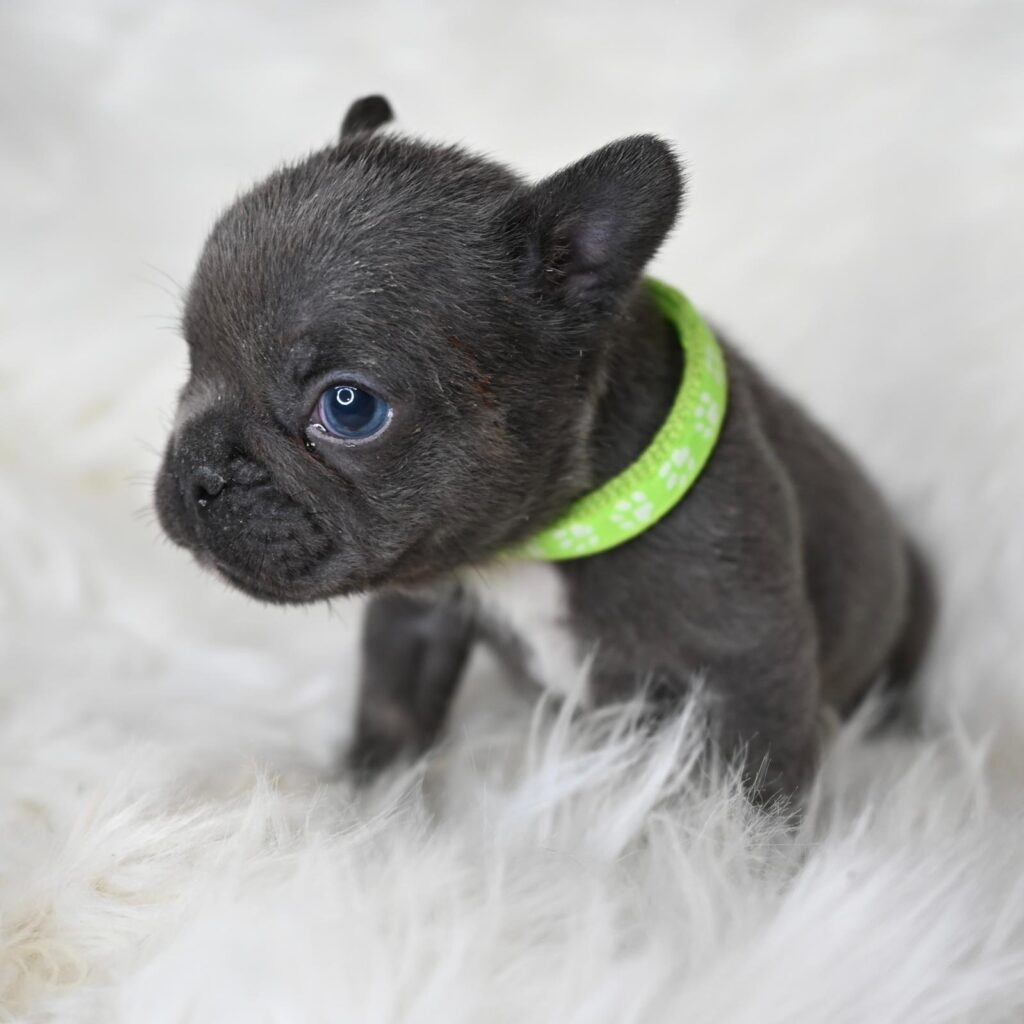 Coppia splendida di bulldog francesi