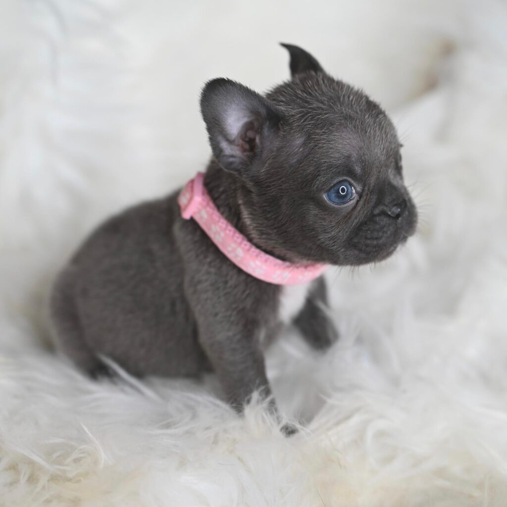 Coppia splendida di bulldog francesi