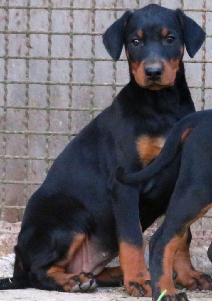 Dobermann cuccioli