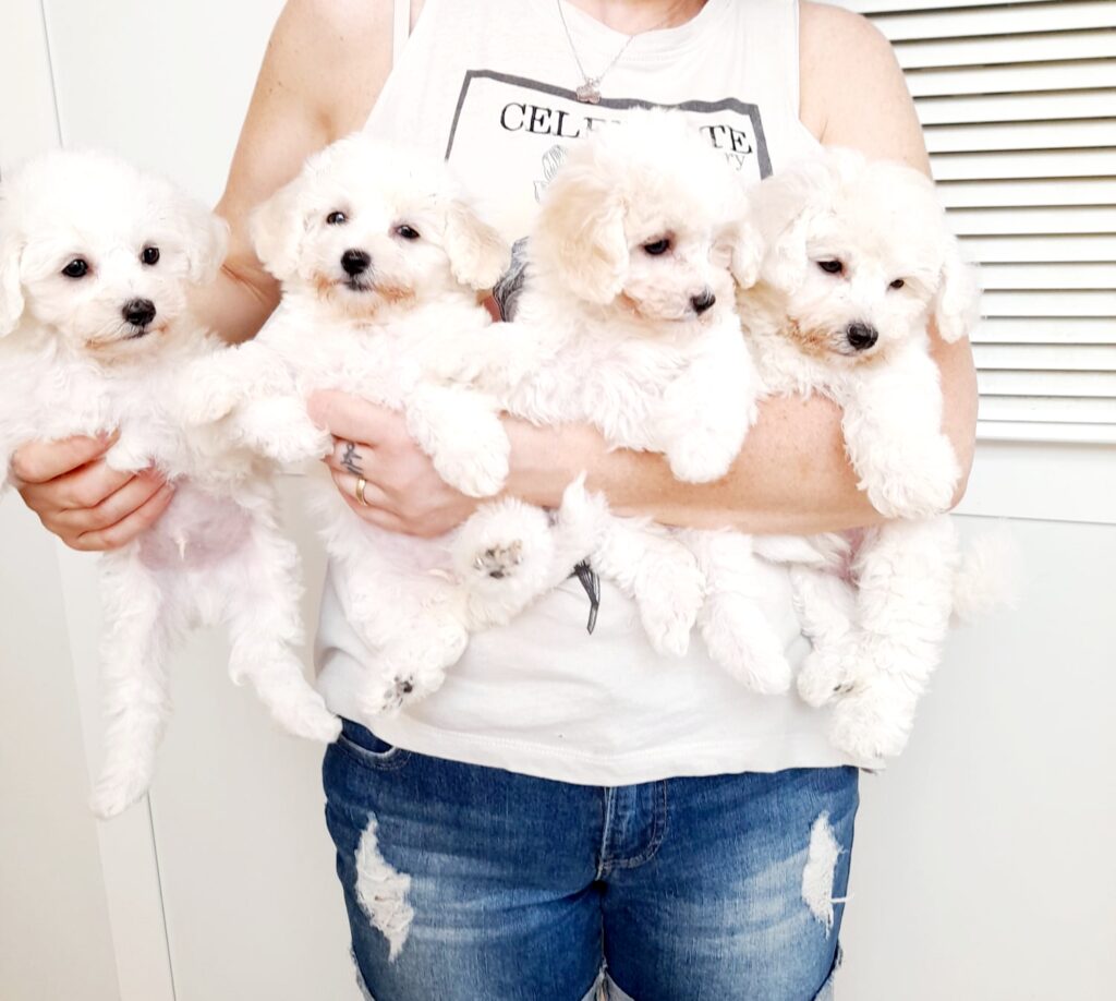 Bichon a pòil frisè