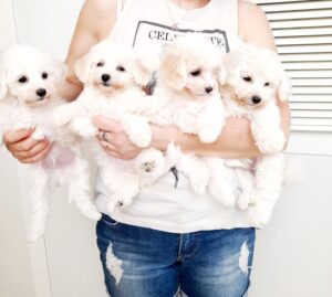 Bichon a pòil frisè