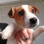 jack russell terrier