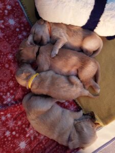 Cuccioli di Golden Retriever con Pedigree ENCI