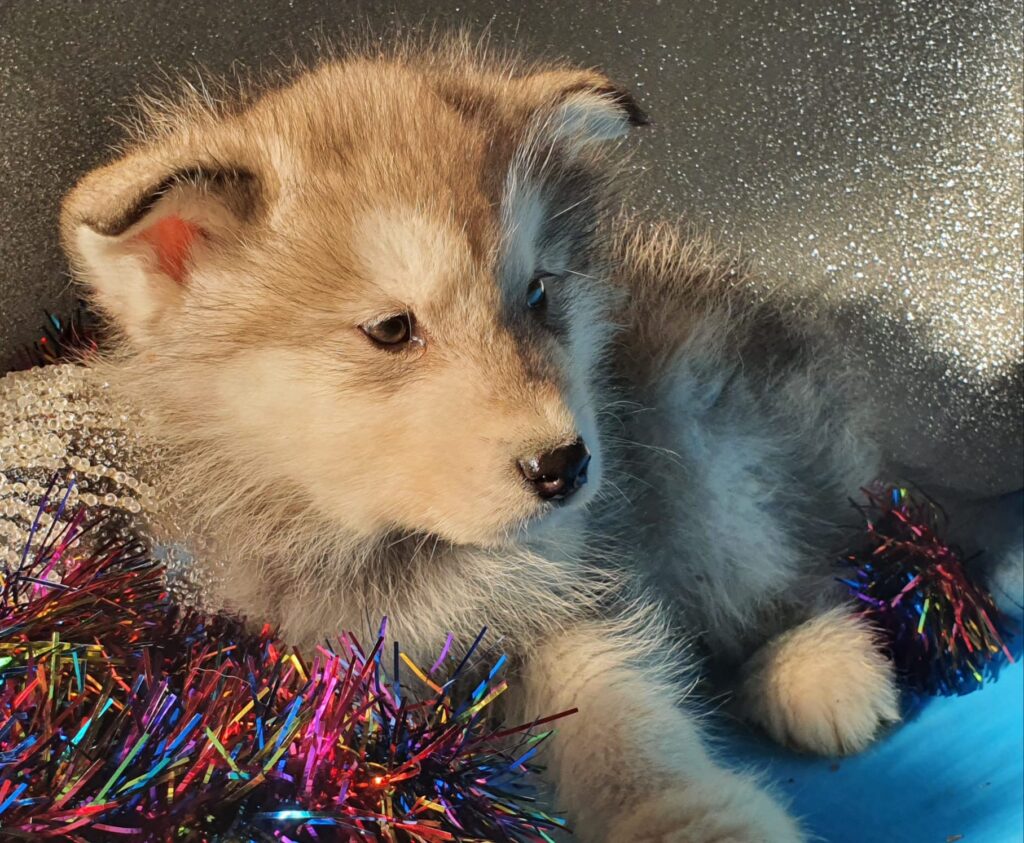 Alaskan Malamute cuccioli