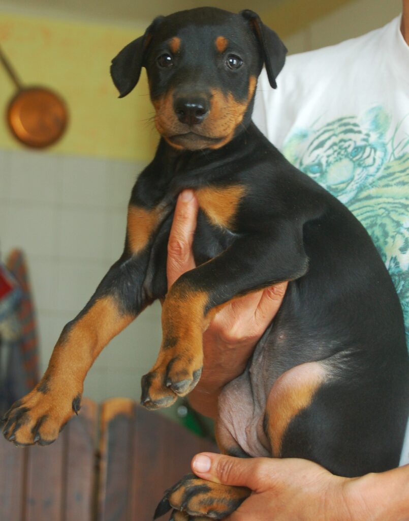 Dobermann cuccioli