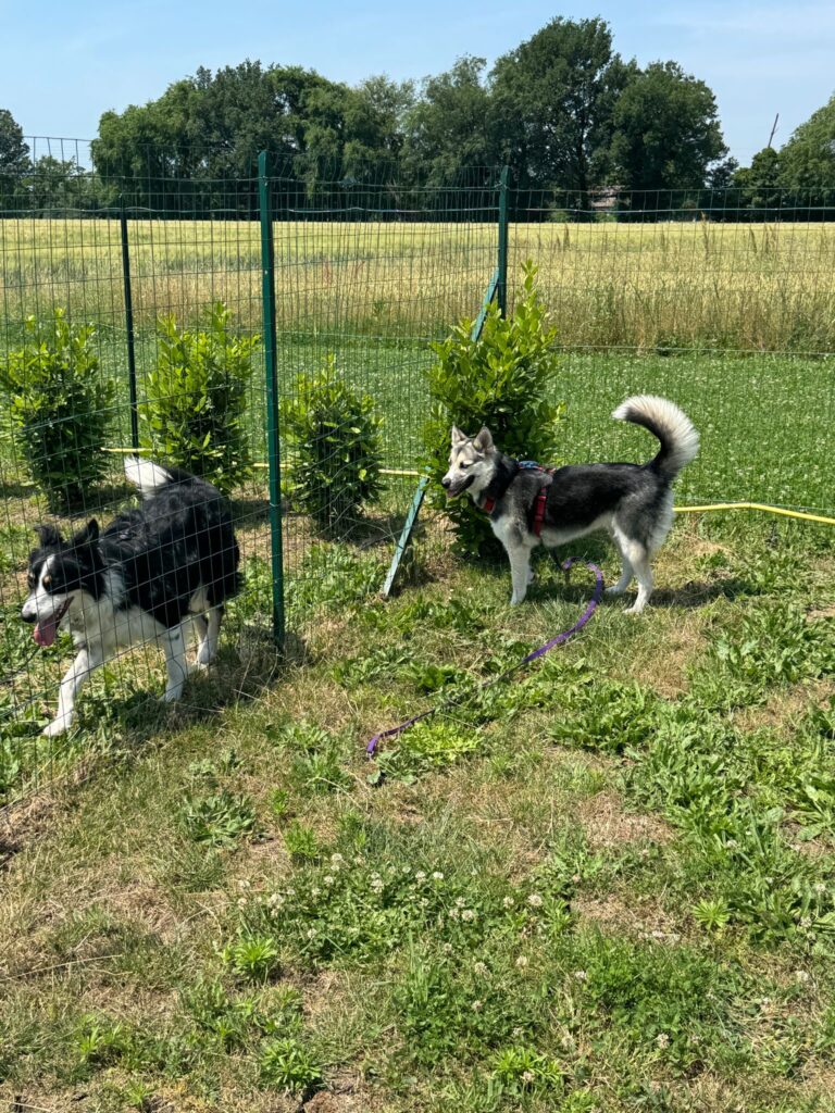 Alice Marchetti (Bdm forever) - Educazione cinofila e attività di gruppo