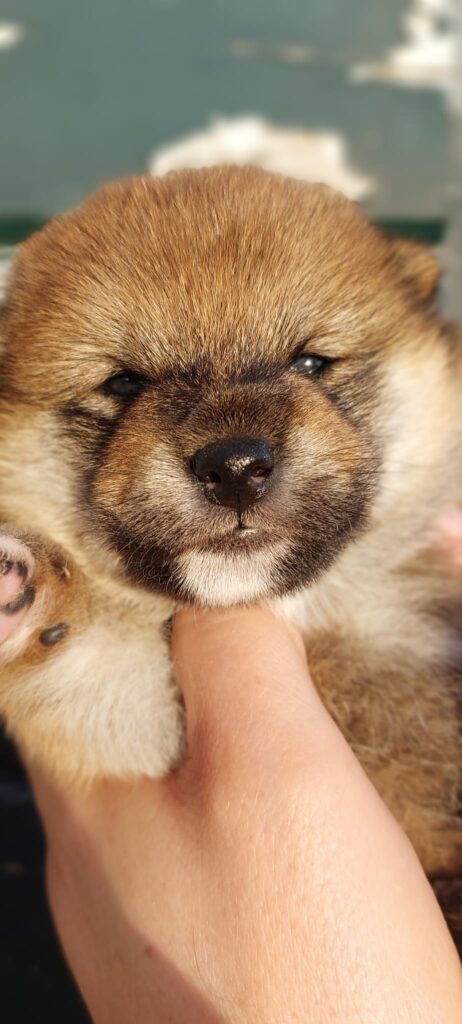 SHIBA INU PEDIGREE ENCI