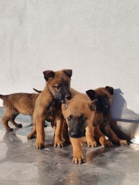 Allevamento Pastore Belga Malinois in Campania. Cuccioli con consegna a domicilio.