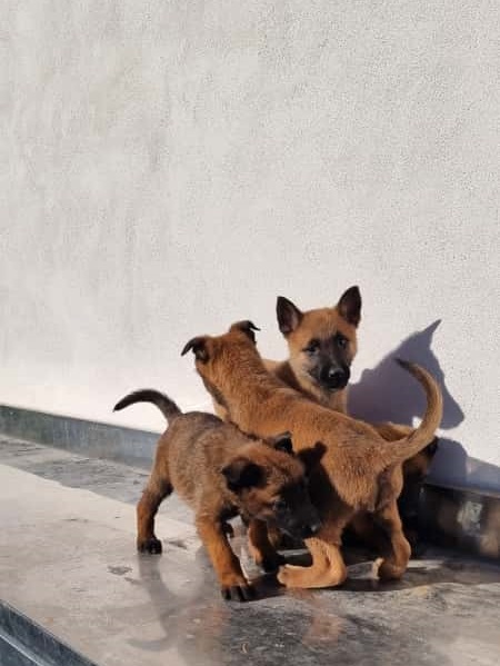 Cuccioli Pastore Belga Malinois maschi e femmine a Napoli in Campania