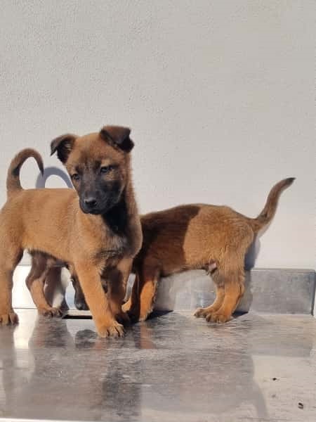 Cuccioli Pastore Belga Malinois maschi e femmine a Napoli in Campania