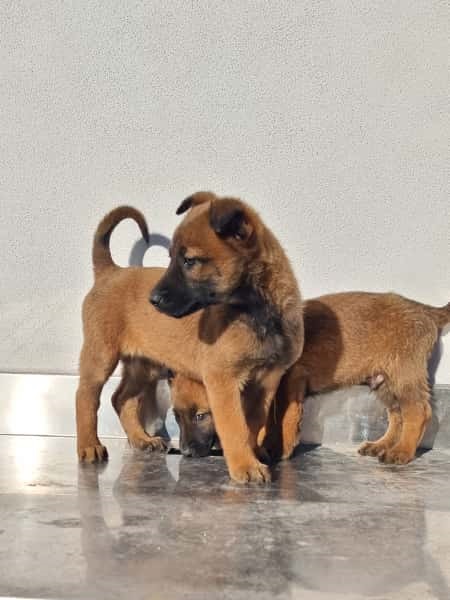 Cuccioli Pastore Belga Malinois maschi e femmine a Napoli in Campania