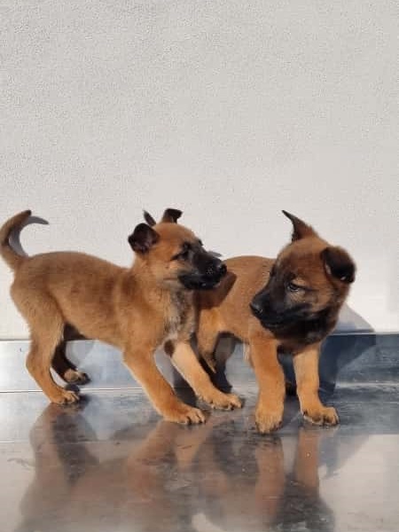 Cuccioli Pastore Belga Malinois maschi e femmine a Napoli in Campania