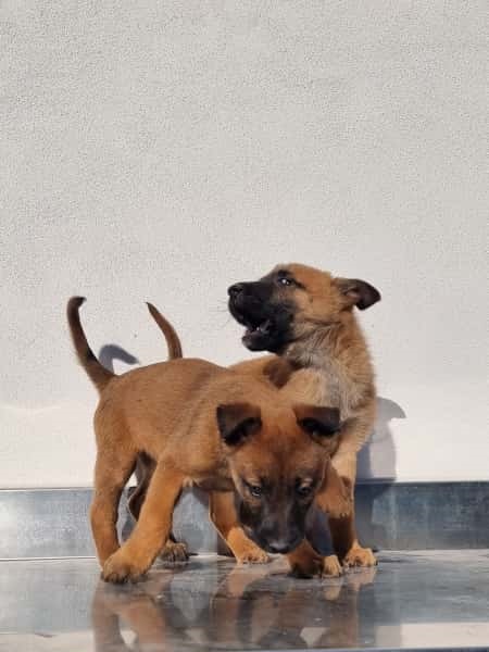 Cuccioli Pastore Belga Malinois maschi e femmine a Napoli in Campania