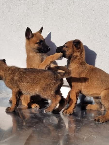 Cuccioli Pastore Belga Malinois maschi e femmine a Napoli in Campania