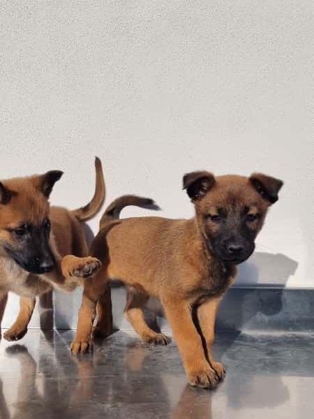Allevamento Pastore Belga Malinois in Campania. Cuccioli con consegna a domicilio.