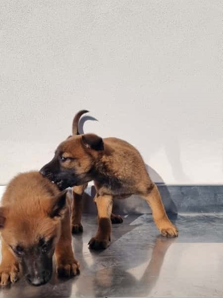 Allevamento Pastore Belga Malinois in Campania. Cuccioli con consegna a domicilio.