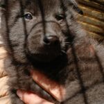 cuccioli di pastore belga groenendael