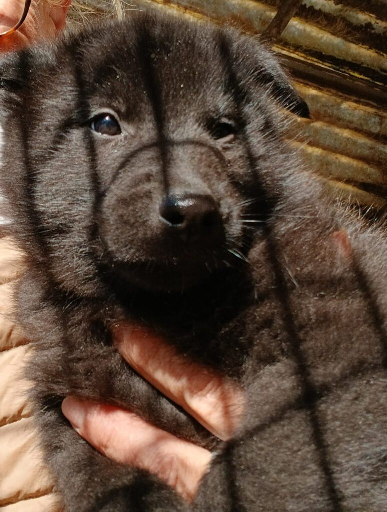 cuccioli di pastore belga groenendael