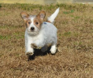 Cucciolo di jack russell a pelo duro con pedigree