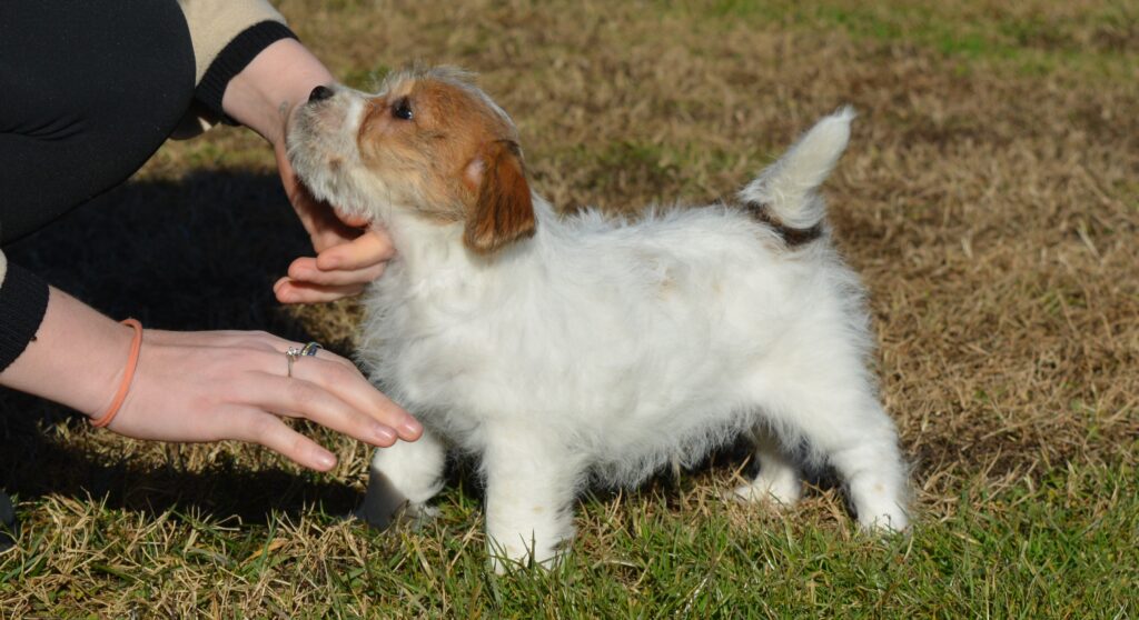Cucciolo di jack russell a pelo duro con pedigree