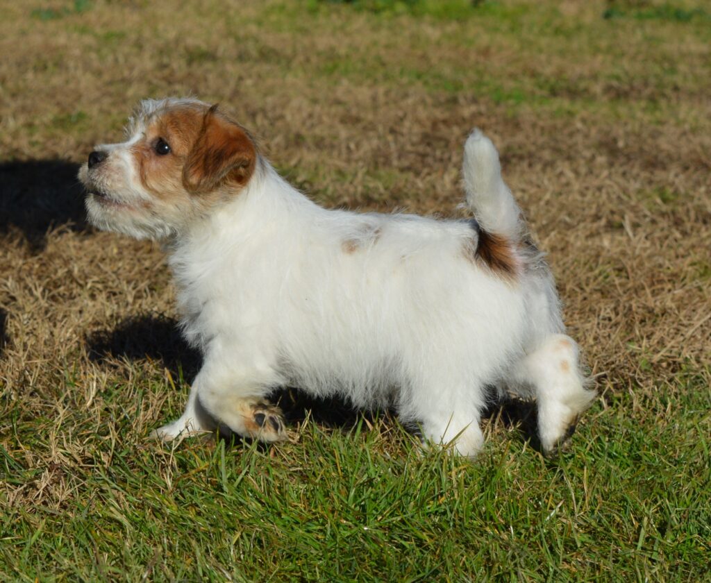 Cucciolo di jack russell a pelo duro con pedigree