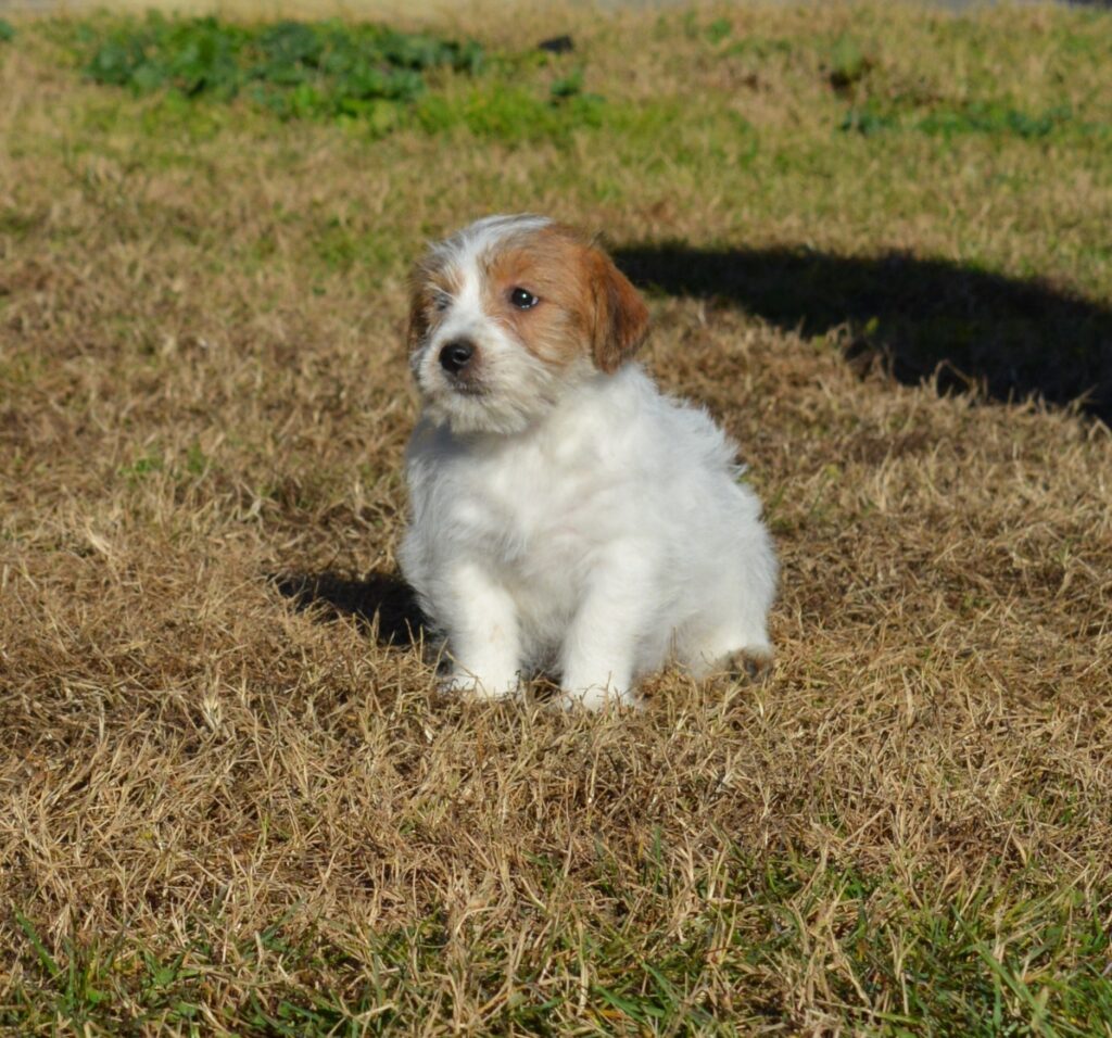 Cucciolo di jack russell a pelo duro con pedigree