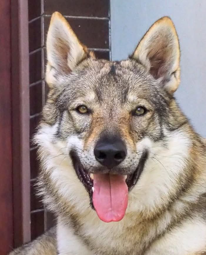 Cuccioli Cane Lupo Cecoslovacco