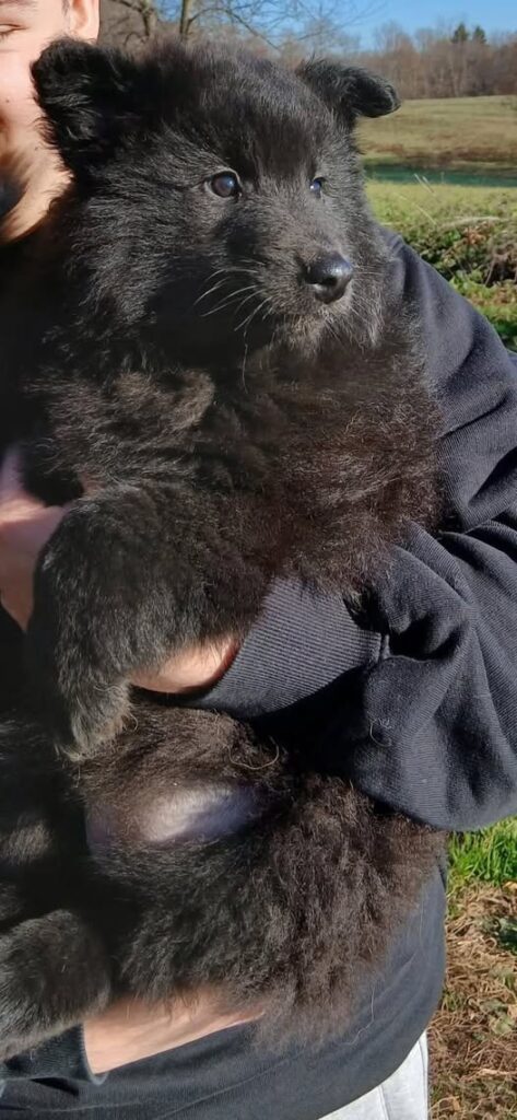 cuccioli di pastore belga groenendael