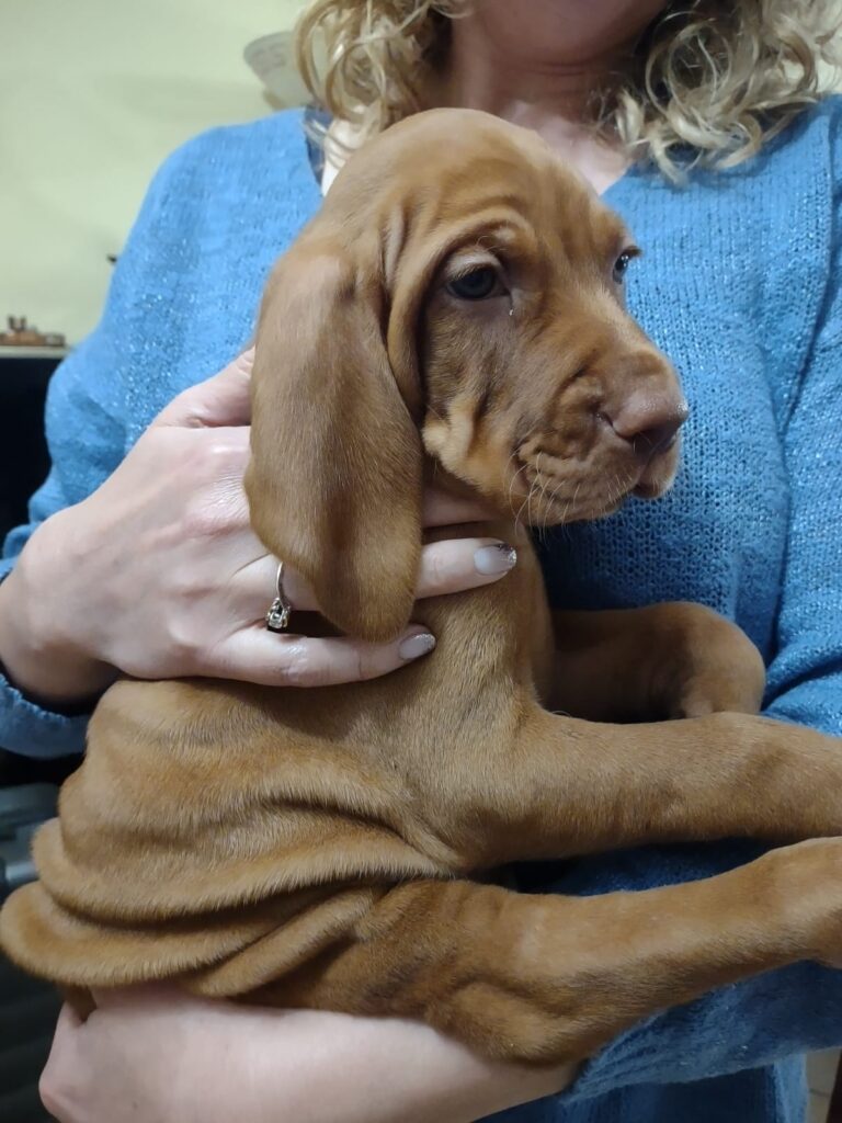 Bellissimi cuccioli di Bracco Ungherese (Vizsla)