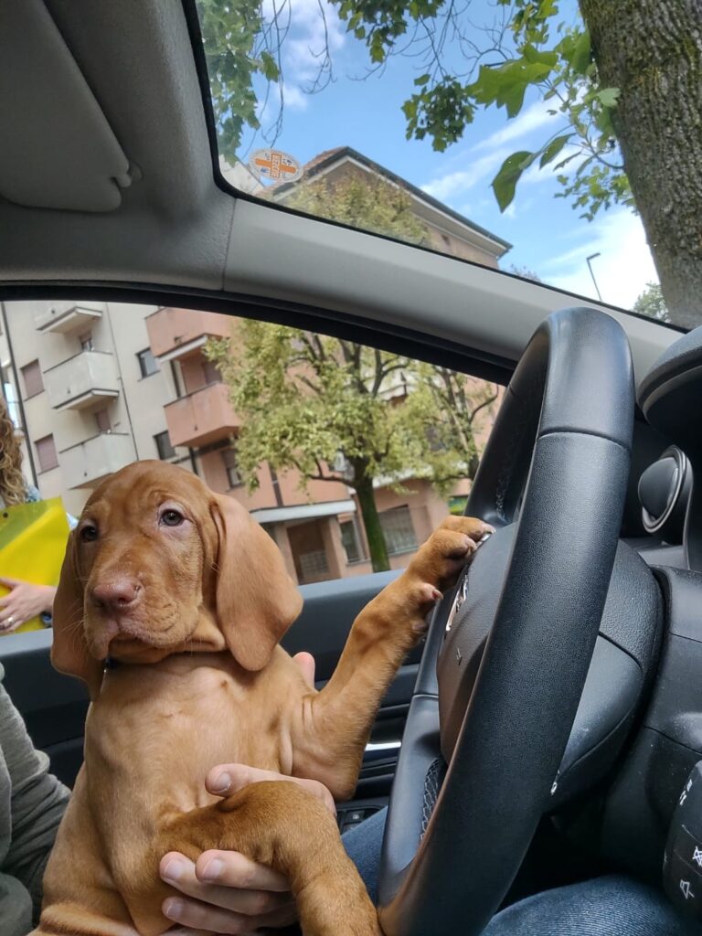 Bellissimi cuccioli di Bracco Ungherese (Vizsla)