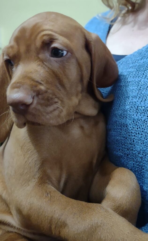 Bellissimi cuccioli di Bracco Ungherese (Vizsla)