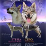 Cuccioli Cane Lupo Cecoslovacco