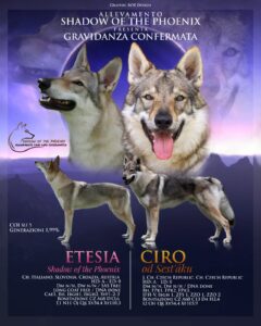 Cuccioli Cane Lupo Cecoslovacco