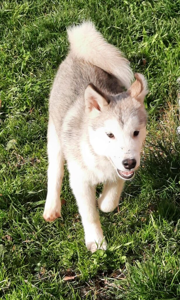 Alaskan Malamute cuccioli