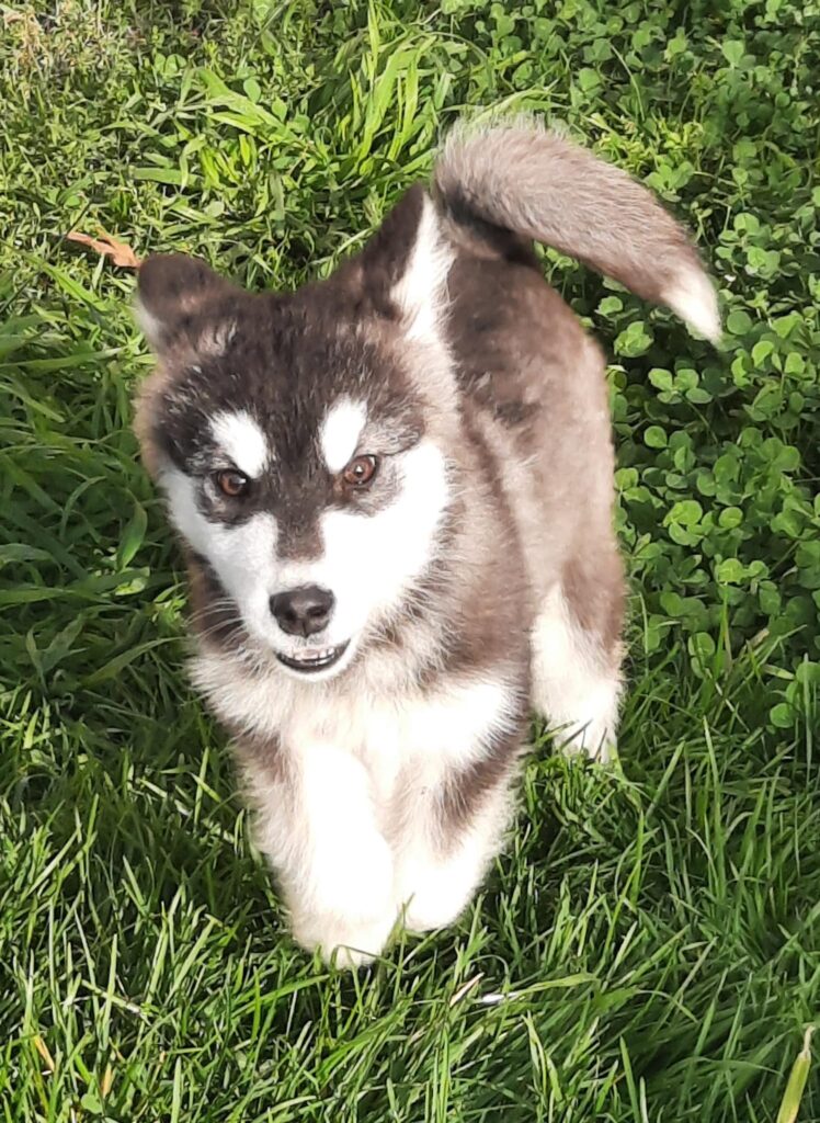 Alaskan Malamute cuccioli