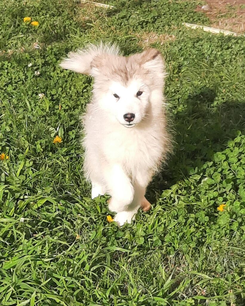 Alaskan Malamute cuccioli