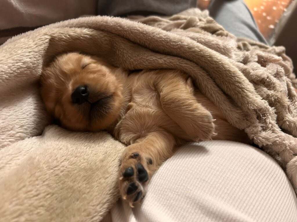 Cuccioli di Golden Retriever con Pedigree ENCI