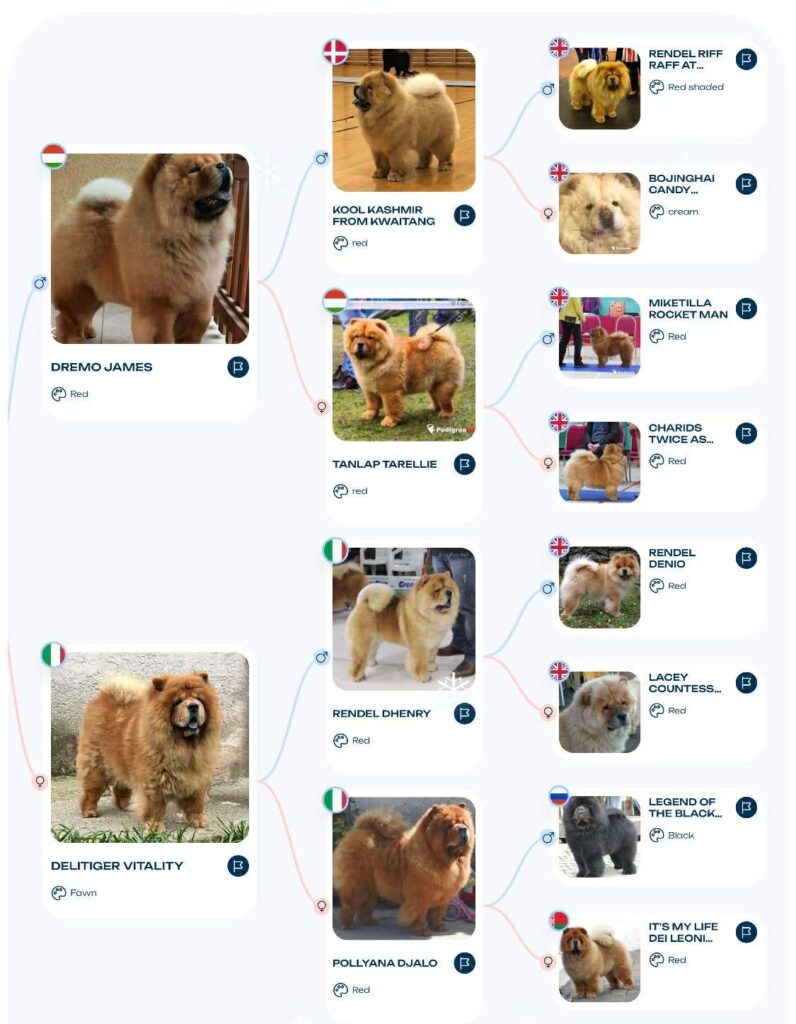 Disponibili cuccioli di Chow-Chow alta genealogia