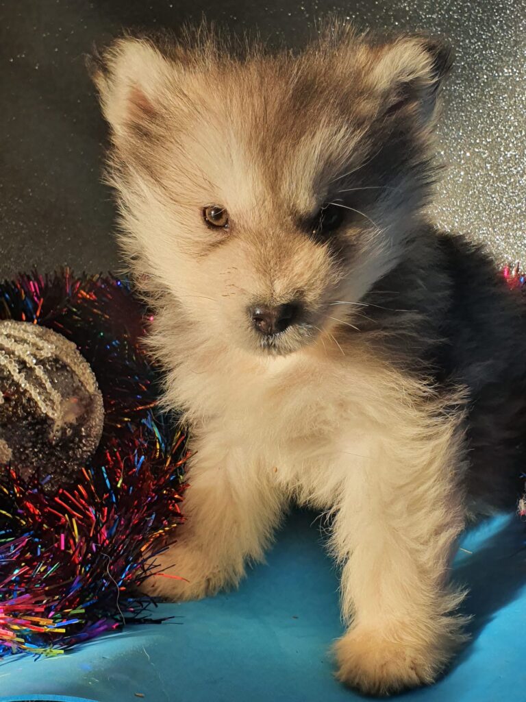 Alaskan Malamute cuccioli